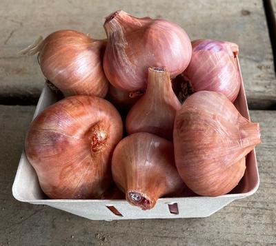 French Red Shallot Spring-Shipped Bulb Sets