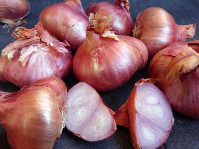 Red Shallots - Certified Organic - Fall Planting