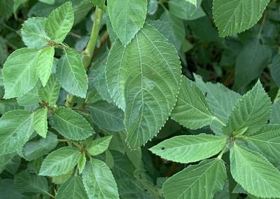 Carolina Broadleaf Mustard Greens