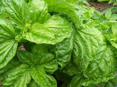 Lettuce Leaf Basil