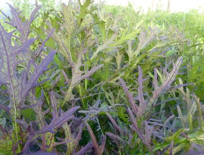 Organic Non-GMO Red Lace Mustard Greens