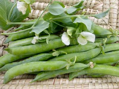 Green Arrow Dwarf Shelling English Pea