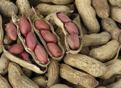 How to Grow Peanuts - Best Peanut Growing Guide