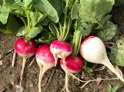 https://www.southernexposure.com/media/products/width-400/radish-redhead-f19c99daf74b72fb13bcb32483f119a8.jpg