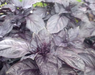 Red Rubin Basil