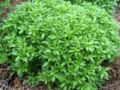 Spicy Bush Basil