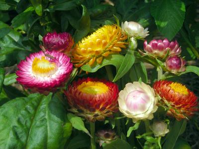 Burpee Tall Mixed Colors Strawflower Seeds 750 Seeds