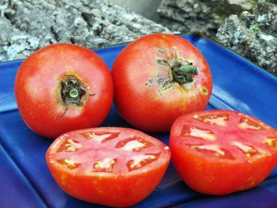 Mountaineer Pride (West Virginia '17A) Tomato
