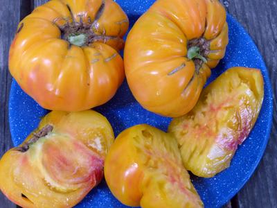 Tomato Brandywine Sudduth's Strain Seed/heirloom/2 Lb Rich Flavor -   Canada