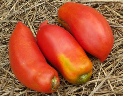 Brandywine Sudduth's Strain Tomato Seeds -  Canada