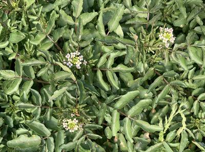 Creasy Greens (Upland Cress, Winter Cress)