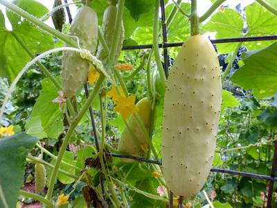 Arkansas Little Leaf Pickling Cucumber